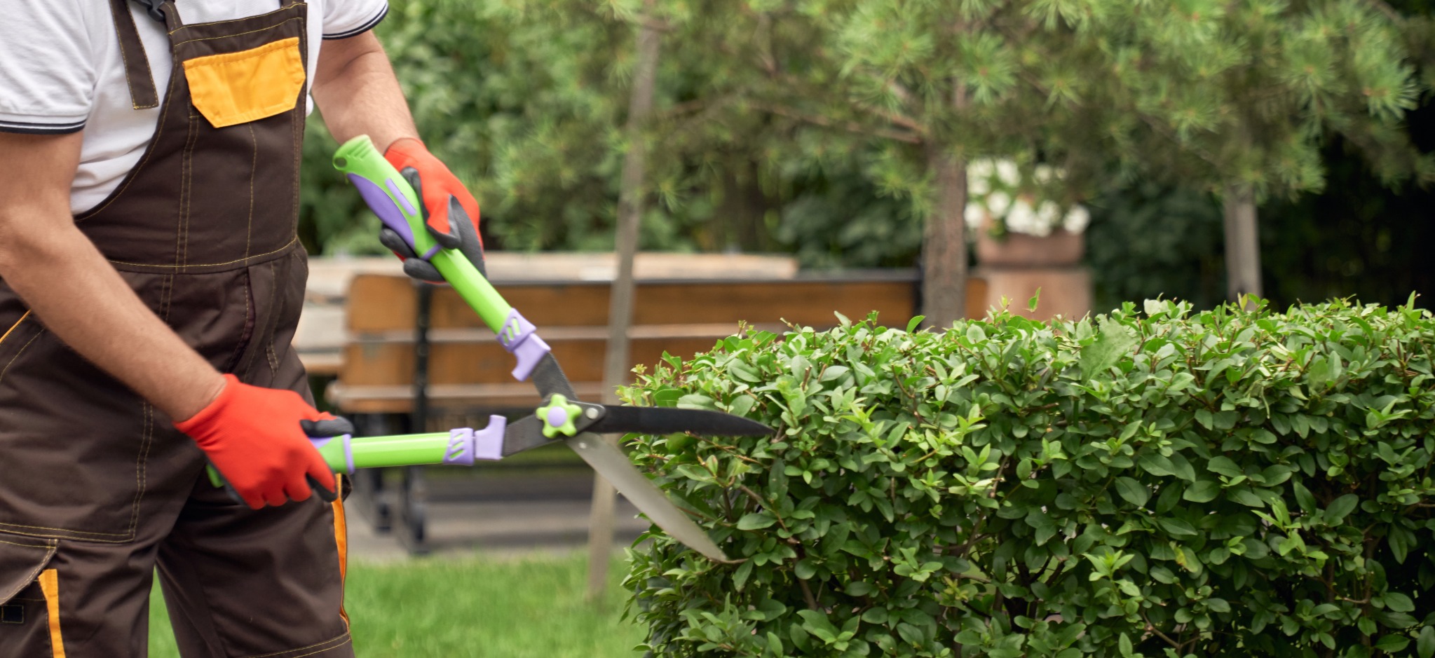 Gartenpflege: eine Hecke wird mit einer Heckenschere zurückgeschnitten